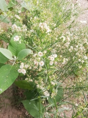 Erigeron bonariensis