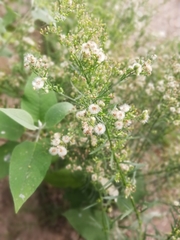 Erigeron bonariensis