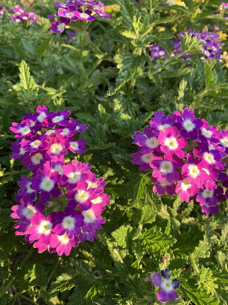 garden verbena