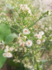 Erigeron bonariensis
