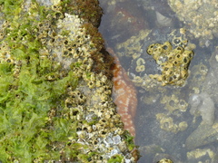 Evasterias troschelii