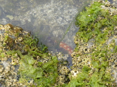 Evasterias troschelii