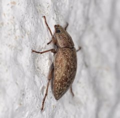 Epitragodes tomentosus