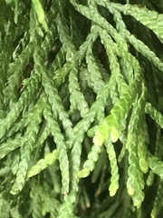 Juniperus virginiana
