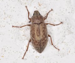 Epitragodes tomentosus