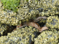 Evasterias troschelii