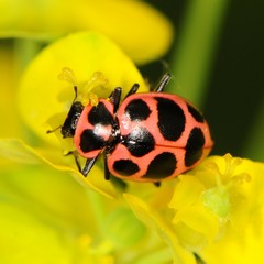 Coleomegilla maculata lengi