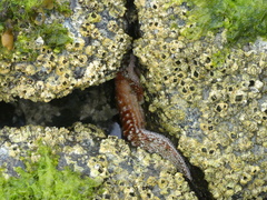 Evasterias troschelii