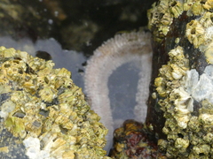 Evasterias troschelii