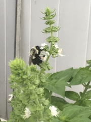 Bombus impatiens