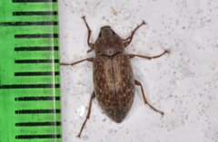 Epitragodes tomentosus