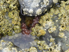 Evasterias troschelii