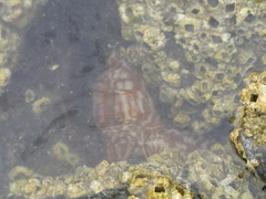 Evasterias troschelii