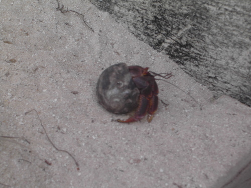 Coenobita clypeatus