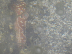 Evasterias troschelii