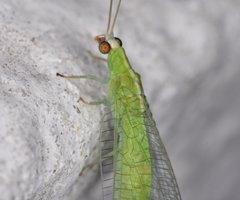 Chrysopodes collaris