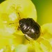 Ebony Bugs - Photo (c) Jason M Crockwell, some rights reserved (CC BY-NC-ND), uploaded by Jason M Crockwell