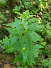 Asphondylia rosulata