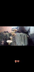 Fungi