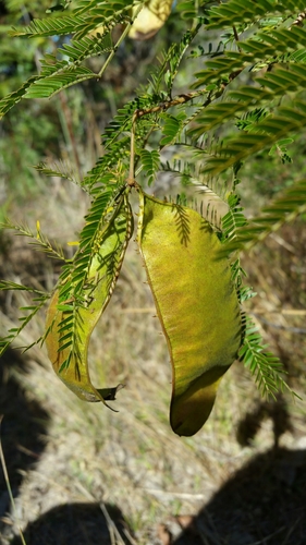 Mimosa vilersii image