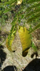 Image of Mimosa vilersii
