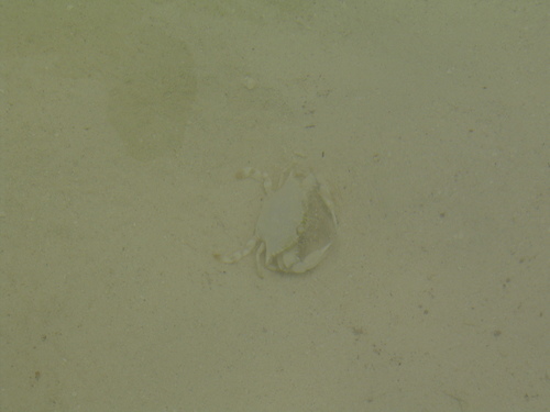 Callinectes ornatus