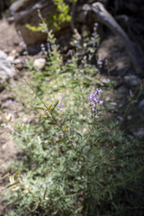 Lupinus hyacinthinus