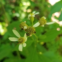 Doellingeria infirma