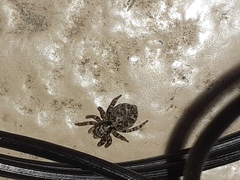 Pseudeuophrys erratica