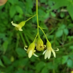 Doellingeria infirma