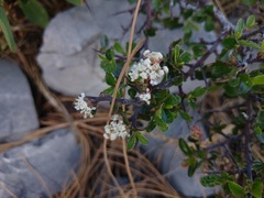 Ceanothus buxifolius