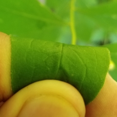 Doellingeria infirma