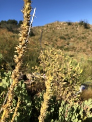 Sairocarpus multiflorus