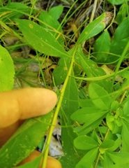 Doellingeria infirma