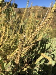 Sairocarpus multiflorus