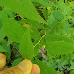 Doellingeria infirma