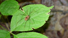 Leiobunum calcar