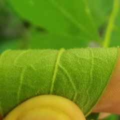 Doellingeria infirma