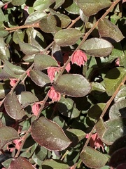 Loropetalum