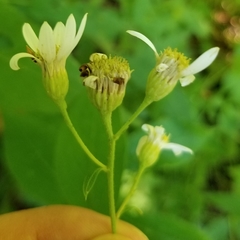 Doellingeria infirma