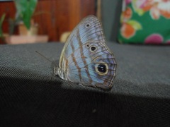 Magneuptychia analis