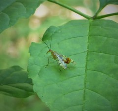 Panorpa nebulosa