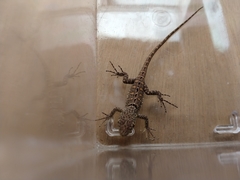 Stenocercus humeralis