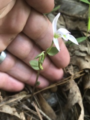 Triphora trianthophoros trianthophoros