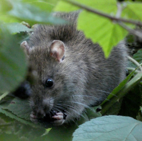 Rattus