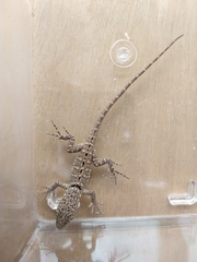 Stenocercus humeralis