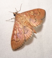 Psara dryalis