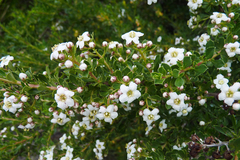 Escallonia virgata