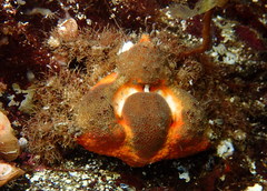 Rhinolithodes wosnessenskii