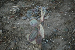 Opuntia santa-rita